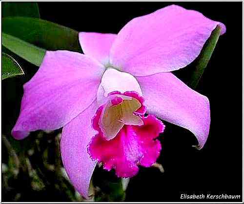 Laelia pumila 